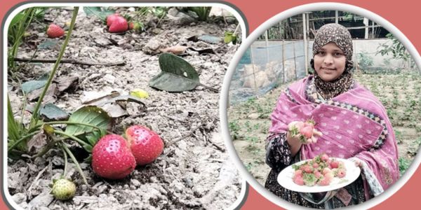 সন্তানের অনুরোধেই স্ট্রবেরি চাষে সফল কুমিল্লার হনুফা